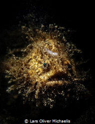 shock-headed
golden hairy frogfish
(snooted) by Lars Oliver Michaelis 